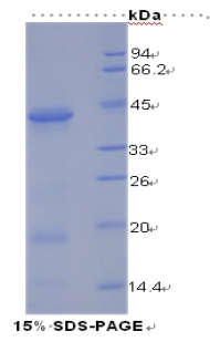 RPA895Hu03.jpg