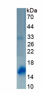 Recombinant Cystatin C (Cys-C)