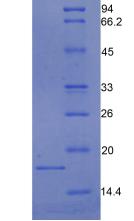 Recombinant Cystatin C (Cys-C)