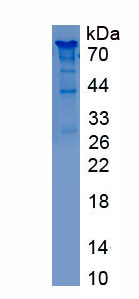 Recombinant Osteopontin (OPN)