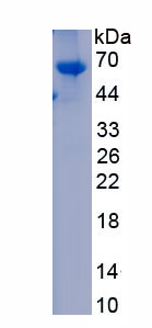 Recombinant Osteopontin (OPN)