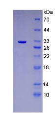 Recombinant Prostaglandin E Synthase 2 (PTGES2)