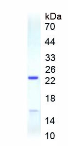 Recombinant Dopamine Receptor D4 (DRD4)