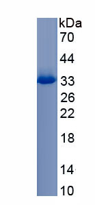 Recombinant Intelectin 1 (ITLN1)