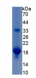 Recombinant Peroxisome Proliferator Activated Receptor Alpha (PPARa)