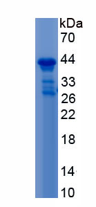 Recombinant NPHN