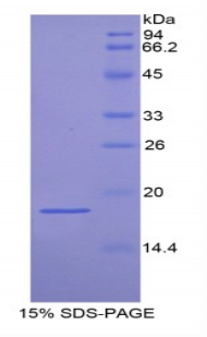 Recombinant Podocin (PDCN)