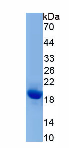 Recombinant Gamma-synuclein (SNCG)