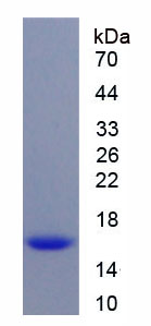 Recombinant Chemokine C-X-C-Motif Receptor 4 (CXCR4)