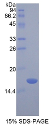 Recombinant Chemerin (CHEM)