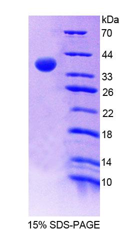 Recombinant ATP Binding Cassette Transporter G2 (ABCG2)