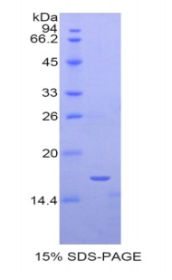 Recombinant Sialoadhesin (SN)