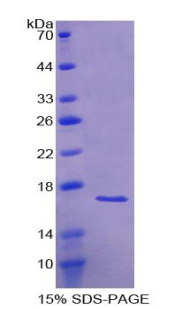 Recombinant Activin A Receptor Type I (ACVR1)