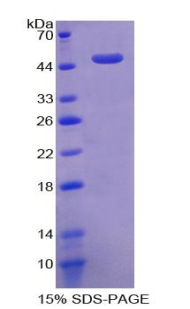 Recombinant Activin A Receptor Type I (ACVR1)