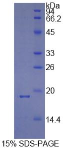 Recombinant Cyclophilin A (CYPA)