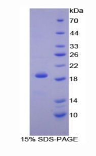 Recombinant Cyclophilin A (CYPA)