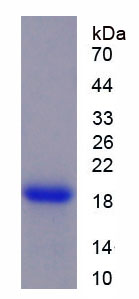 Recombinant Cyclophilin A (CYPA)