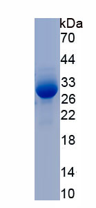 Recombinant Cholinergic Receptor, Nicotinic, Alpha 1 (CHRNa1)