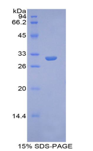 Recombinant Glypican 4 (GPC4)