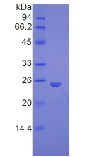 Recombinant Glypican 4 (GPC4)