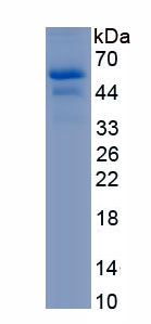 Recombinant Low Density Lipoprotein Receptor Related Protein 1 (LRP1)