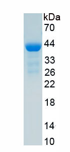 Recombinant Low Density Lipoprotein Receptor Related Protein 1 (LRP1)