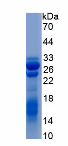 Recombinant Runt Related Transcription Factor 2 (RUNX2)