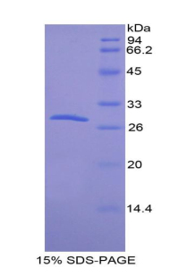 Recombinant Placental Cadherin (P-cadherin)