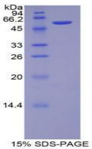 Recombinant Placental Cadherin (P-cadherin)