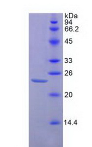 Recombinant Integrin Associated Protein (IAP)