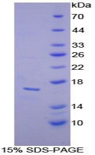 Recombinant Alpha-Lactalbumin (aLA)