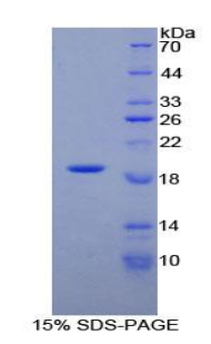 Recombinant Alpha-Lactalbumin (aLA)