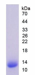 Recombinant Angiopoietin Like Protein 4 (ANGPTL4)