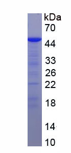 Recombinant Angiopoietin Like Protein 4 (ANGPTL4)