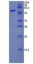 Recombinant Amyloid Precursor Protein (APP)