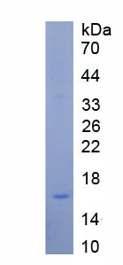 Recombinant Neuromedin U (NMU)