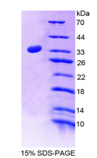 Recombinant Ubiquitin Activating Enzyme E1 Like Protein (UBE1L)