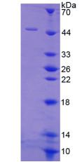 Recombinant Vitronectin (VTN)