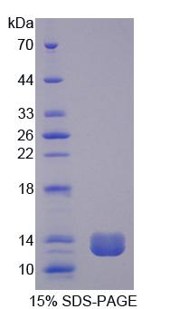 Recombinant Trefoil Factor 1 (TFF1)