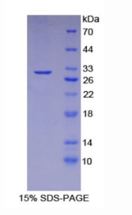 Recombinant Caspase Activated DNase (CAD)