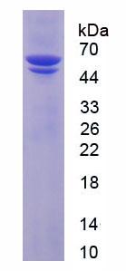Recombinant Protein Disulfide Isomerase (PDI)