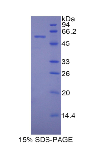 Recombinant Protein Disulfide Isomerase (PDI)