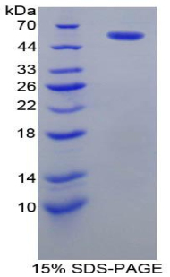 Recombinant Protein Disulfide Isomerase (PDI)