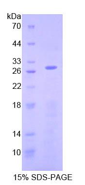 Recombinant Apoptosis Inducing Factor (AIF)