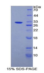 Recombinant Alanine Aminopeptidase (AAP)