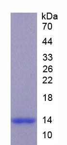 Recombinant Tryptase (TPS)