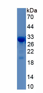 Recombinant Phospholipase A2, Group IID (PLA2G2D)