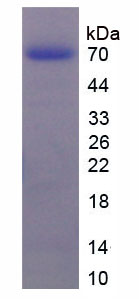 Recombinant Heat Shock 70kDa Protein 1A (HSPA1A)