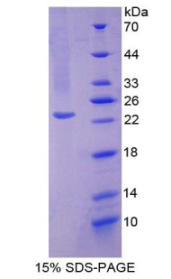 RPB083Mu01.jpg