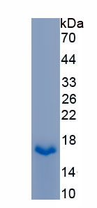 Recombinant Galanin (GAL)
